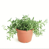 Senecio radicans 'String of Bananas'