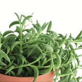 Senecio radicans 'String of Bananas'
