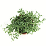 Senecio radicans 'String of Bananas'