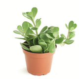 Senecio jacobsenii 'Trailing Jade'