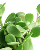 Senecio jacobsenii 'Trailing Jade'