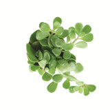 Senecio jacobsenii 'Trailing Jade'