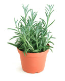 Senecio radicans 'String of Fishhooks'