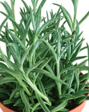 Senecio radicans 'String of Fishhooks'