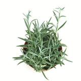 Senecio radicans 'String of Fishhooks'
