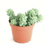 Sedum morganianum 'Burro's Tail'