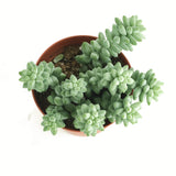 Sedum morganianum 'Burro's Tail'