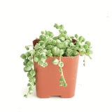 Senecio rowleyanus f. variegatus 'Variegated String of Pearls'