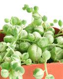 Close-up of a potted Senecio rowleyanus f. variegatus 'Variegated String of Pearls' succulent plant.