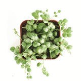 Senecio rowleyanus f. variegatus 'Variegated String of Pearls'