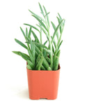 Senecio radicans 'String of Fishhooks'