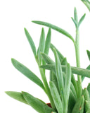 Close-up of Senecio radicans 'String of Fishhooks'