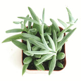 Senecio radicans 'String of Fishhooks'