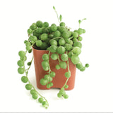 Potted string of pearls plant on a white background