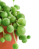 Potted string of pearls plant with green succulent-like leaves on a white background