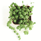 Senecio rowleyanus 'String of Pearls'