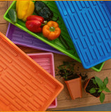 Colorful trays with vegetables and plants on a wooden surface