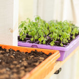 Seedlings in a purple tray on a windowsill with soil in the foreground