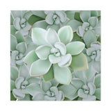 Pachyveria Haagei Succulent Pattern Canvas Print – Botanical Wall Art