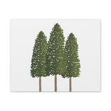 Ponderosa Pine Canvas Print – Wall Art