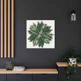 Stromanthe Triostar Canvas Print – Botanical Wall Art