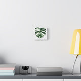 Melting Monstera Albo Canvas Print – Botanical Wall Art