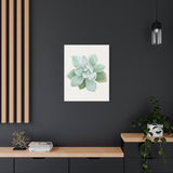 Pachyveria Haagei Succulent Canvas Print – Botanical Wall Art