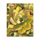 Noble Aeonium Succulent Pattern Canvas Print – Botanical Wall Art