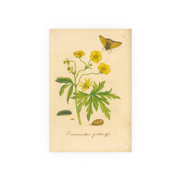 Ranunculus pratensis (Meadow Buttercup) with Butterfly, Colorized Reproduction from Erucarum Ortus (1717), GoGardenNow Exclusive