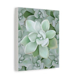 Pachyveria Haagei Succulent Pattern Canvas Print – Botanical Wall Art