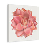 Graptosedum California Sunset Succulent Canvas Print – Botanical Wall Art