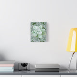 Pachyveria Haagei Succulent Pattern Canvas Print – Botanical Wall Art