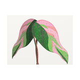 Pink Princess Philodendron Canvas Print – Botanical Wall Art