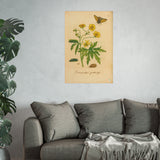 Ranunculus pratensis (Meadow Buttercup) with Butterfly, Colorized Reproduction from Erucarum Ortus (1717), GoGardenNow Exclusive