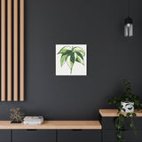 Philodendron Cream Splash Canvas Print – Botanical Wall Art