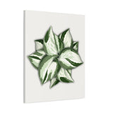 Manjula Pothos Canvas Print – Botanical Wall Art