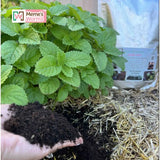 Green plant with soil and straw, Meme's Worms logo visible