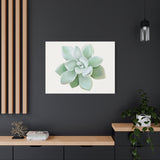 Pachyveria Haagei Succulent Canvas Print – Botanical Wall Art