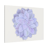 Graptopetalum Murasaki Succulent Canvas Print – Botanical Wall Art
