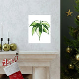 Philodendron Cream Splash Botanical Print – Unframed Wall Art