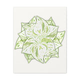 Snow Queen Pothos Canvas Print – Botanical Wall Art