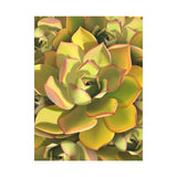 Noble Aeonium Succulent Pattern Canvas Print – Botanical Wall Art