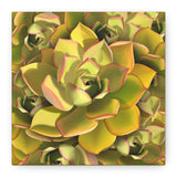 Noble Aeonium Succulent Pattern Canvas Print – Botanical Wall Art