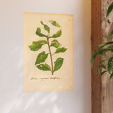 Salix caprea latifolia, Colorized Broad-Leaved Willow Engraving