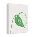 Monstera Albo Canvas Print – Botanical Wall Art