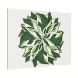 Calathea White Fusion Canvas Print – Botanical Wall Art