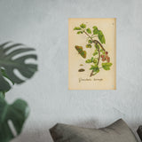 Grossularia hortensis, Colorized Gooseberry with Butterfly Engraving