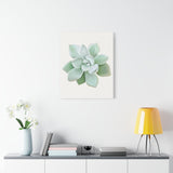 Pachyveria Haagei Succulent Canvas Print – Botanical Wall Art