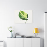 Manjula Pothos Illustrated Canvas Print – Botanical Wall Art