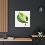 Manjula Pothos Illustrated Canvas Print – Botanical Wall Art
